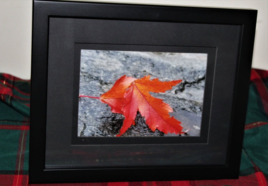 Maple Leaves On Rock