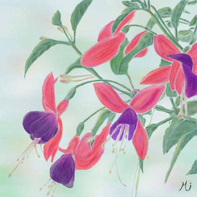 Fuchsias Art Print