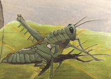 Grasshopper