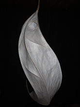 Seed Pod