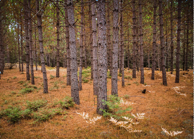 amongst the pine