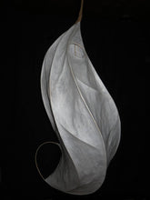 Seed Pod